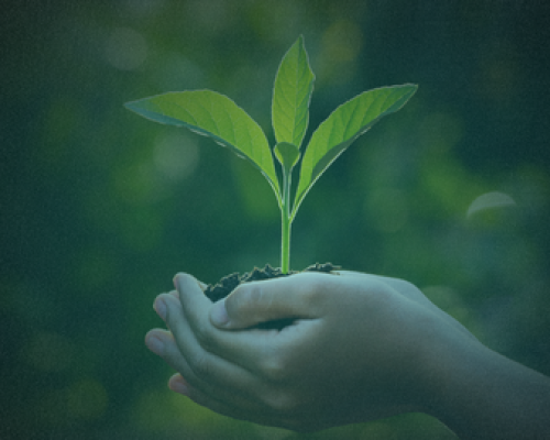 3 Powerful Verses from the Quran on Protecting the Environment 